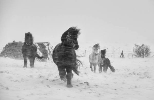 Photograph Johannes Frank Johannesson Winter Horse Series on One Eyeland